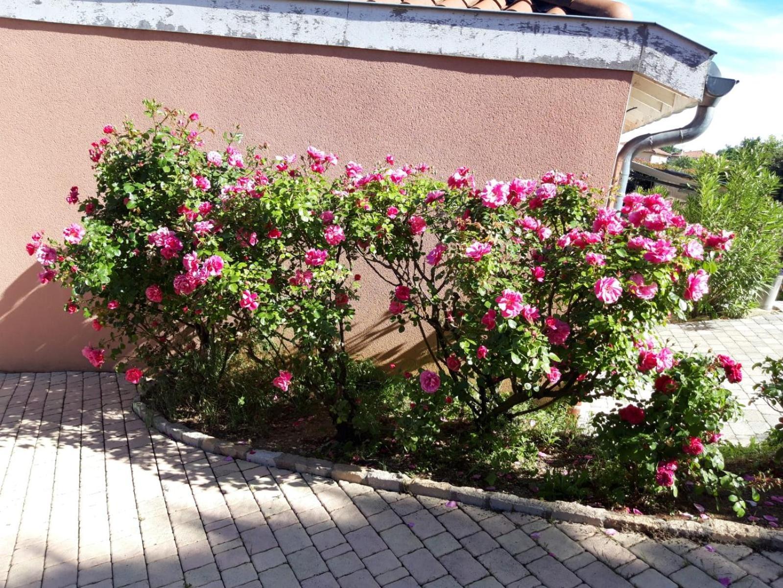 Comme Dans Un Ecrin - T2 De 50 M² Avec Jardin, Terrasse Et Piscine Apartment Vernaison Екстериор снимка